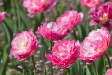 Obraz premium close-up of pink tulips growing in a flowerbed in the park