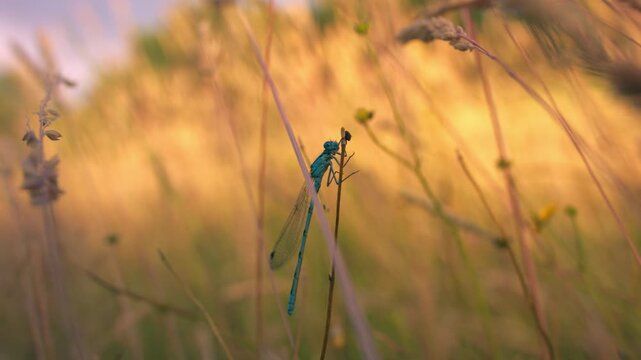 Common blue damselfly hanging onto tall grass