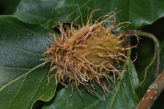 Buchecker oder Buchnuss, die Frucht der Rotbuche, Fagus sylvatica, in einer stacheligen H&uuml;lle, dem Fruchtbecher. Reife Bucheckern fallen im Herbst aus diesen ge&ouml;ffneten H&uuml;llen zu Boden