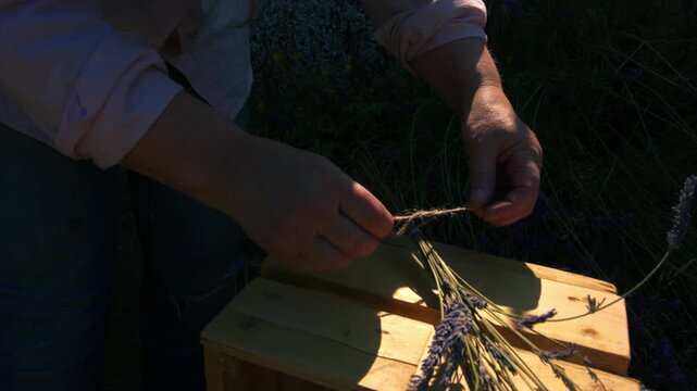 Hand tying bunch of lavender flowers with string for drying in cool dark room