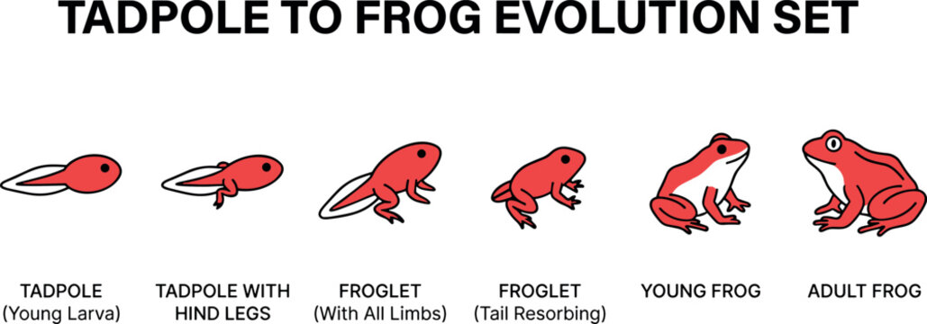 Tadpole to frog life cycle stages vector illustration