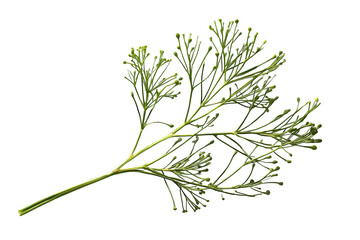 Fototapeta premium Dill herb plant branch with fresh green leaves and small shoots, organic cooking ingredient, transparent background