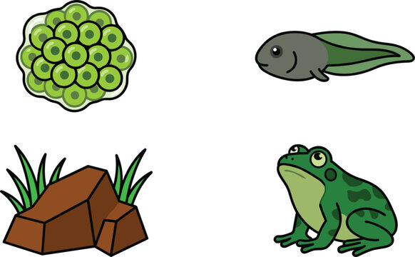 Frog Metamorphosis Life Cycle Vector Icon Set Featuring Green Spawn Eggs, Swimming Tadpole, Adult Spotted Frog, and Pond Rock Elements