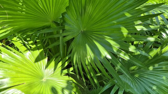 Lush Green Fan Palm Leaves and Tropical Foliage in Bright Outdoor Sunlight