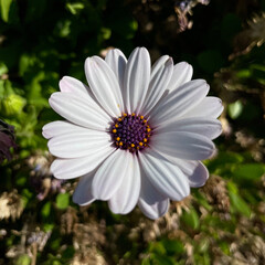 Fototapeta premium White daisy flower with deep purple center