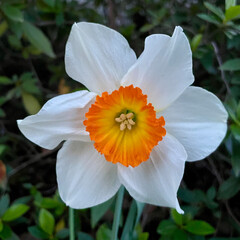 Fototapeta premium White daffodil with orange ruffled center