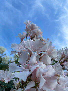 Pale pink oleander flowers blooming against blue sky