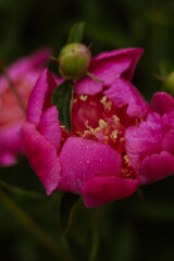 Fototapeta premium Close-up of a blooming pink peony flower with delicate petals and fresh water droplets. Elegant floral macro captured in a lush green garden, showcasing the beauty of spring and summer nature. 