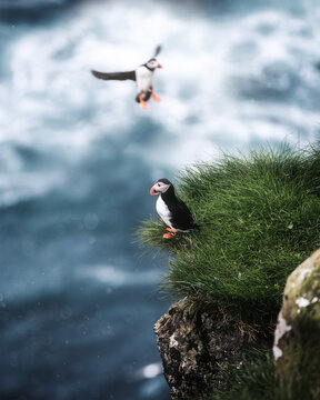 Coming Home: Puffin Landing on Atlantic Cliff Edge