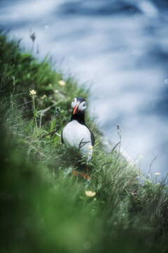 Where the Wild Things Rest: Puffin in Its Natural Habitat