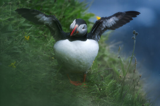 The Moment Before Flight: Puffin Wings Open, Ocean Behind