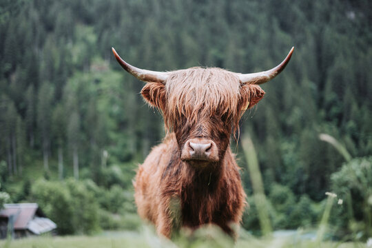 Scottish Highland Cattle looking at viewer