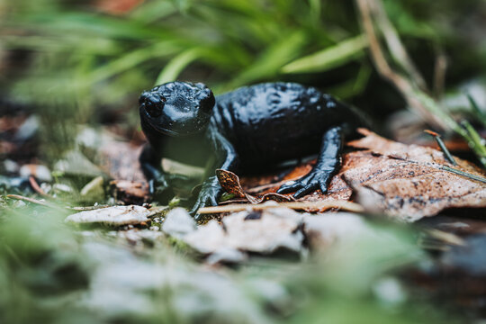 Close-up of a Black Alpine Salamander in its Natural Habitat