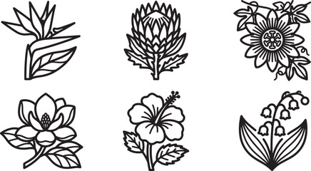 Tropical and exotic flower line art collection including bird of paradise protea passion flower magnolia hibiscus and lily of the valley outlines for coloring pages and vector design © Salim