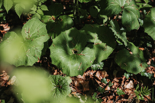 Butterbur foliage and ivy on woodland floor, spring and autumn
