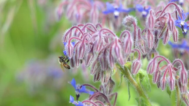Honeybee foraging on a Common Borage flower to gather nectar before flying off in spring in a domestic city garden. Apis mellifera, Borago officinalis, Indre-et-Loire 37, r&eacute;gion Centre, France, Europe
