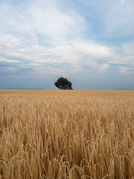 Lone Tree on the Horizon Above a Golden Wheat Field