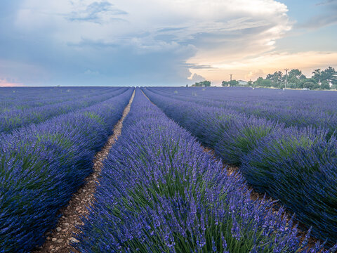 Lavender Fields in Provence Under a Dramatic Summer Sky