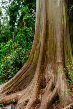 Eucalyptus Rainbow Trees