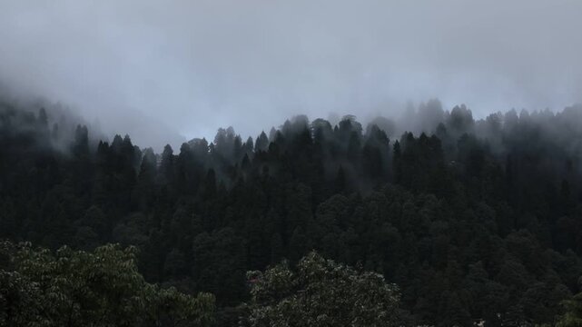 A timelapse of monsoon clouds moving through the trees