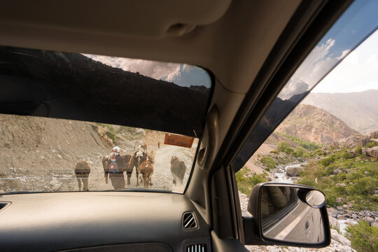 Mules Walking on a Mountain Road Near a River in the Afternoon