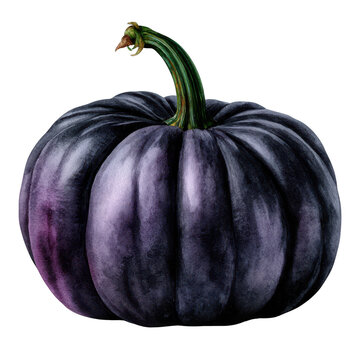 Black pumpkin, isolated on transparent background
