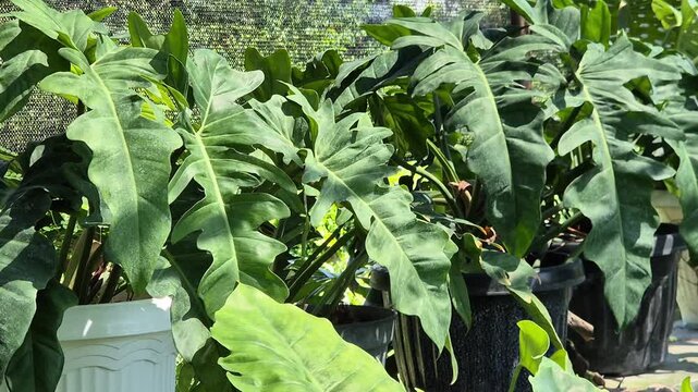 Lush Green Tropical Philodendron Plants in Pots Under Shade Net at Nursery