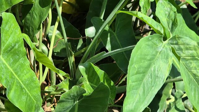 Lush Green Philodendron Plants with Arrow Shaped Leaves in Bright Sunlight
