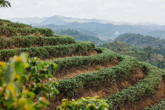 Terraced Tea Plantation on Mountain Slope