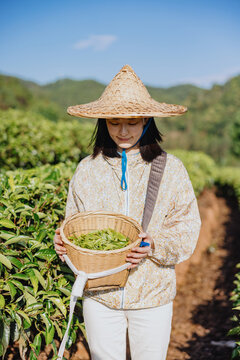Tea Harvester Holding Basket of Fresh Tea Leaves