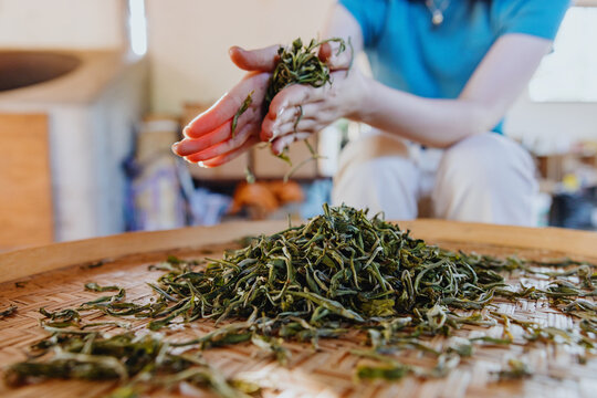 Women Hand Processing Tea Leaves in a Workshop in the Afternoon