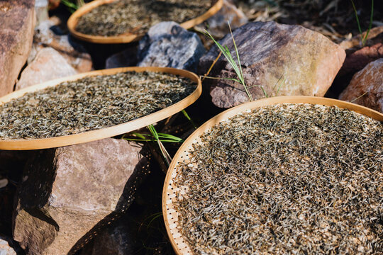 Dried Tea Leaves Drying in Bamboo Trays Outdoors