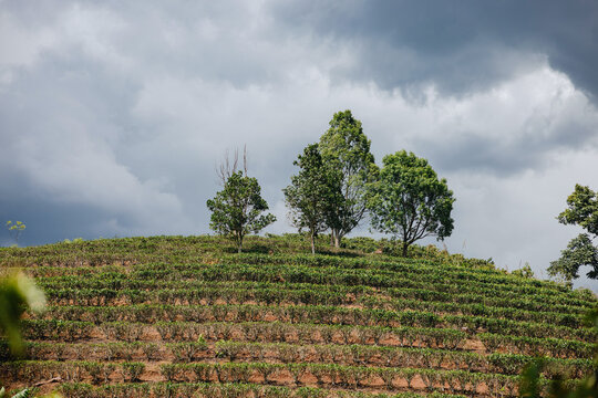 Tea Plantation Under Storm Clouds
