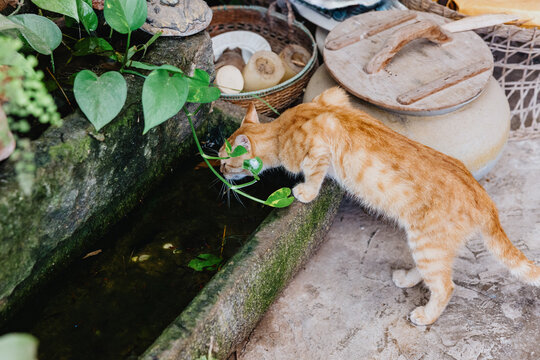 Ginger Tabby Cat Drinking Water from Garden Pond