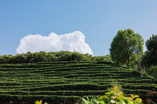 Terraced Tea Plantation Under Blue Sky