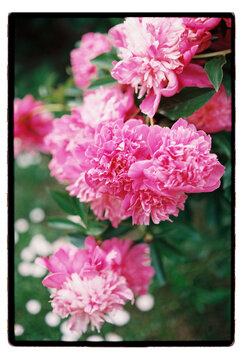 Pink peonies in full bloom cascade through a summer garden