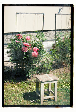 A weathered stool beside blooming peonies in a backyard garden