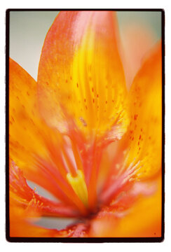 Close-up of an orange lily's stamens and spotted petals