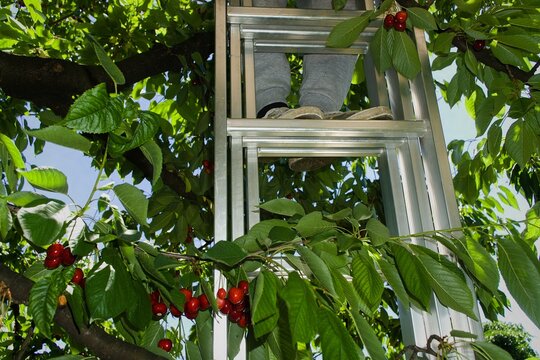 Cherry Picking