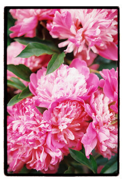 Pink peonies in full bloom cascade through a summer garden