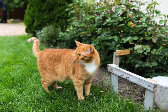 The cat is walking in the yard.