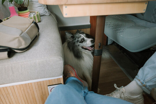 Dog Inside Camper