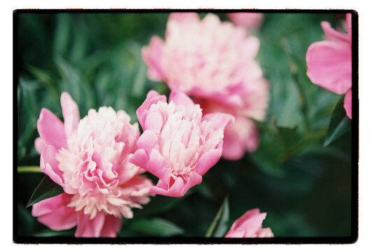 Pink peonies in full bloom cascade through a summer garden