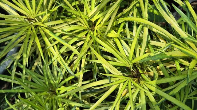 Vibrant Golden Yellow Osmoxylon Lineare Foliage in Bright Outdoor Sunlight