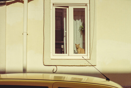 Cat Behind Window