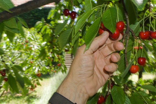 Cherry Picking