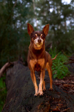 Small Dog Walks on a Log in a Forest Area