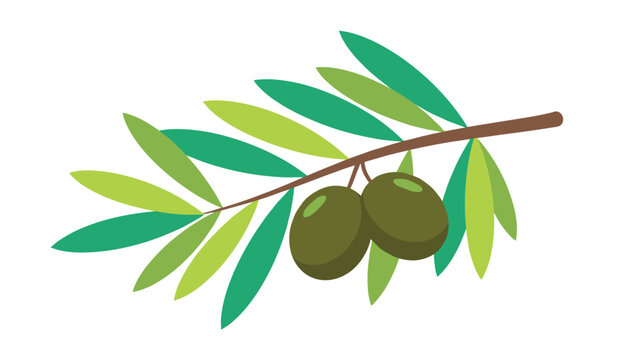 Beautiful natural green olive branch with fresh green leaves and two large green olives on white background.