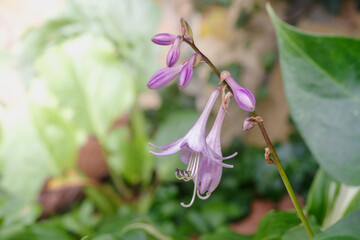 Delikatne fioletowe kwiaty hosty (Hosta) w ogrodzie. Makrofotografia rośliny w naturalnym świetle. Idealne tło do projektów przyrodniczych, ekologicznych i florystycznych. © Henryk Niestrój