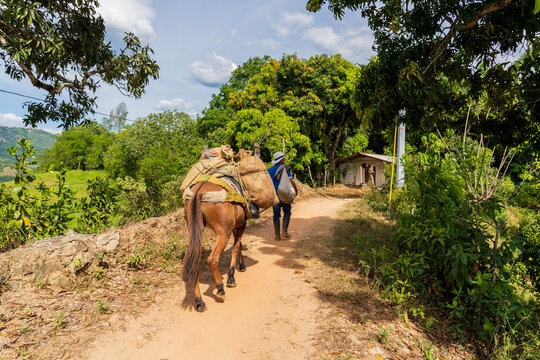 Rear view of a farmer and a pack mule carrying heavy burlap sacks loaded with cargo along a narrow rural dirt path surrounded by lush green trees and a rustic fence in the countryside